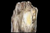 Polished, Petrified Dawn Redwood Stand Up - Oregon #152393-1